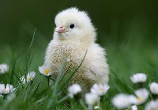 Cute Duckling