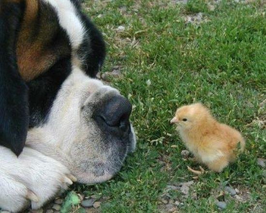Cute dog