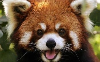 Cute THing