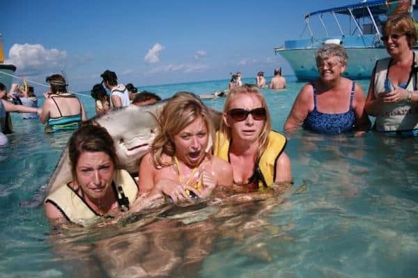Stingray