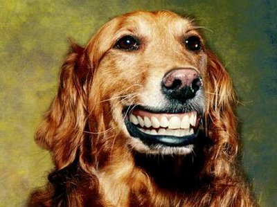happy dog