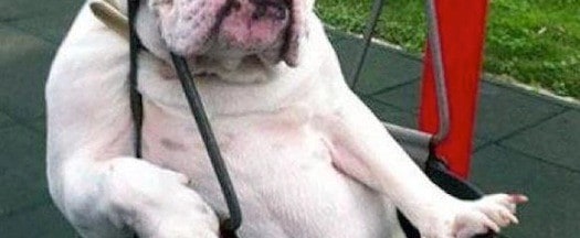 Bulldog Swin