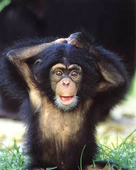 Cute Monkey