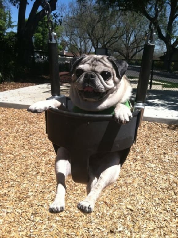 Pug Swing