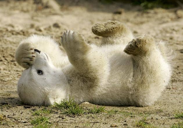 cute bear