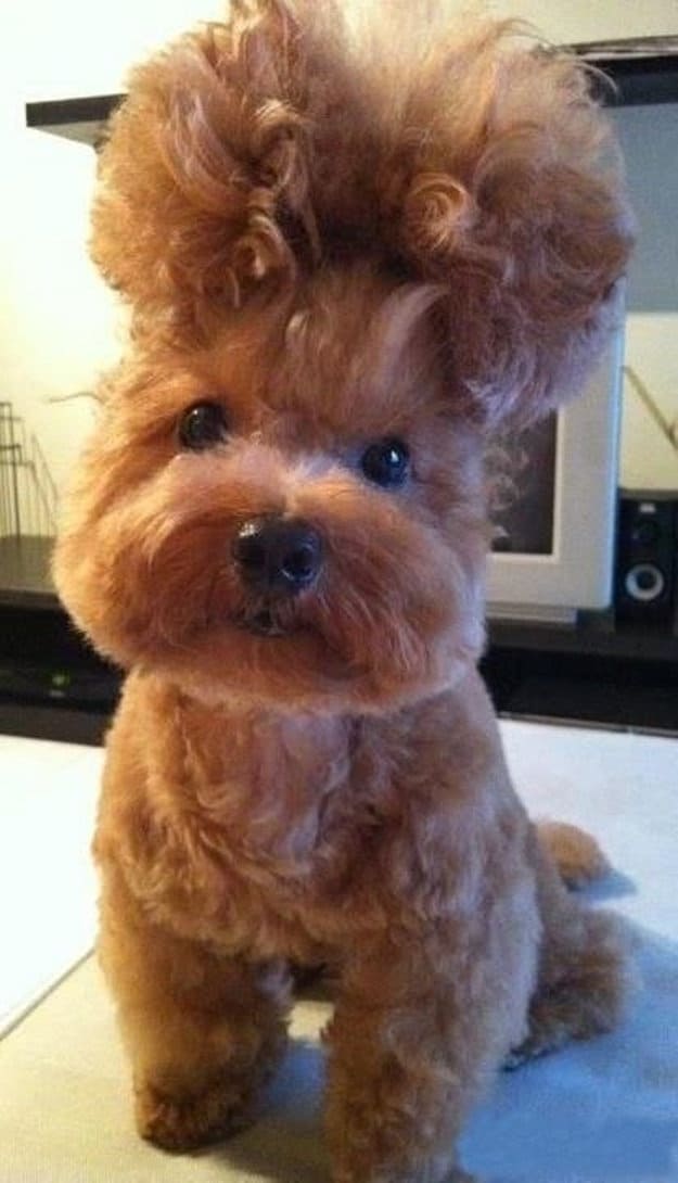 Boufant Dog