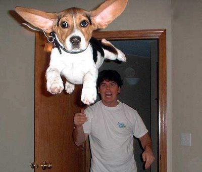 Cute Dog