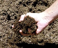 Handful of Soil