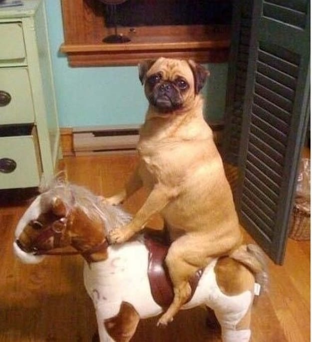 Pug riding a horse