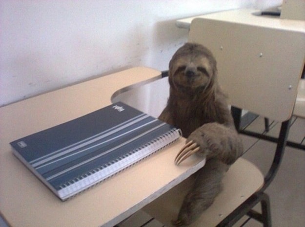 Sloth at Work