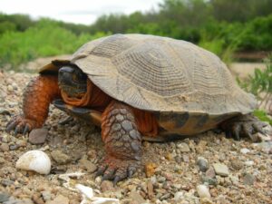 Turtle