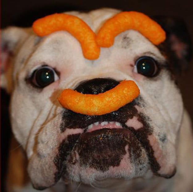 Ugly Bulldog