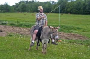 CUTE Donkey