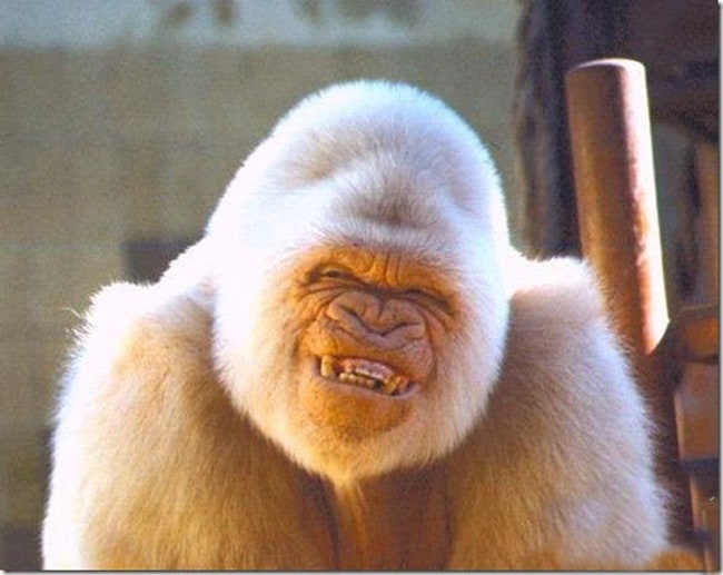 CUTE Gorilla