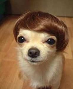 CUTE Puppy