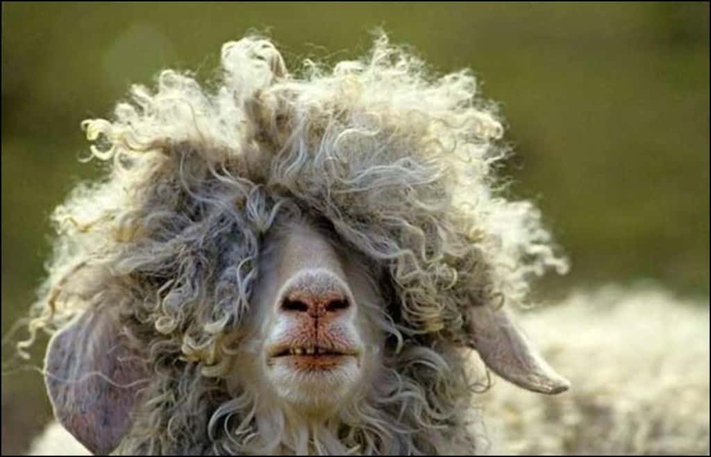 CUTE Sheep