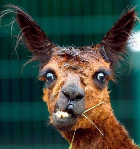 Cute Llama