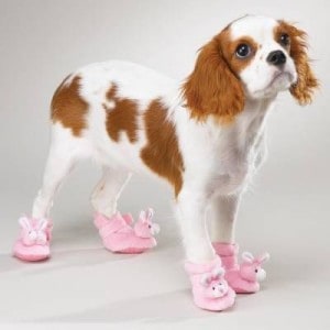 Cute Slippers