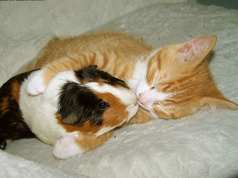 Guinea Pig Cuddle