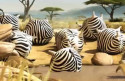 Team Josh Blog: Animals Eating Fast Food