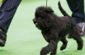 Junior Club Blog: Mr. Monkey Dog