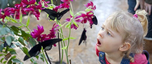 Girl looking at butterflies in the Glasshouse at RHS Garden Wisley.
