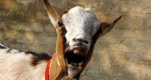 VOTD-Goat