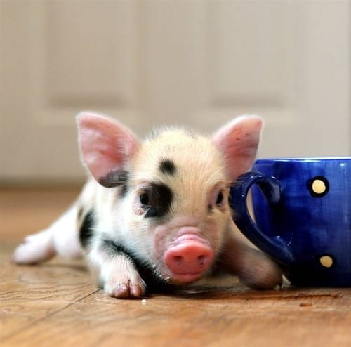 cute mini pig