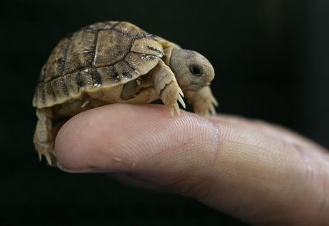 Tutle