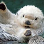 Otter