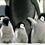 Penguins