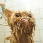 Kitten