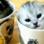 Cute Cat Cups