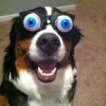 Cute Dog Glasses