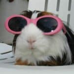 Cute Guinea Glasses