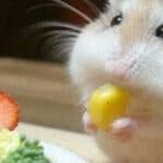 Cute Hamster