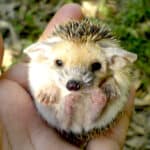 Cute Hedgehog
