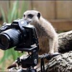 Cute Meerkat