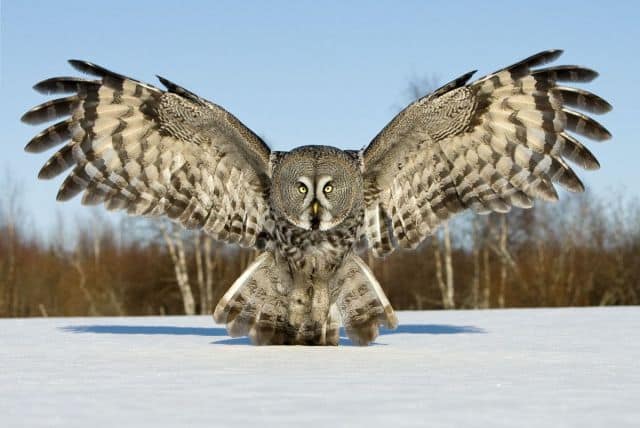 Cute Owl