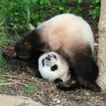 Cute Panda