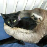 Funny Sloth