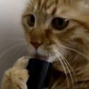 Fun Clip! Cat Loves Hoover