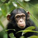 Keep fit like a Chimpanzee!
