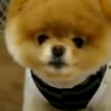 Fun Clip! Super Cute Boo!