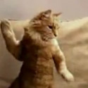 Fun Clip! Cat Dance