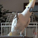 Fun Clip! Dancing Parrot