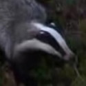 Fun Clip! Scared Badger