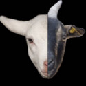 Fun Clip! Goat Lucky