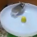 Fun Clip! Funny Hamster