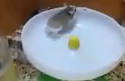 Fun Clip! Funny Hamster